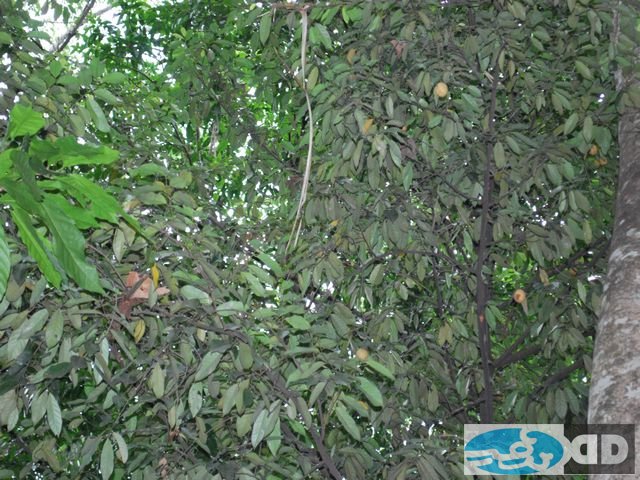 our-plantations_00012.jpg